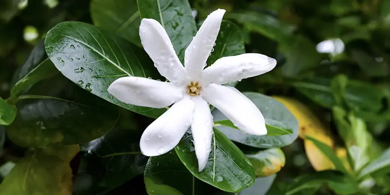 Tiarè fiore