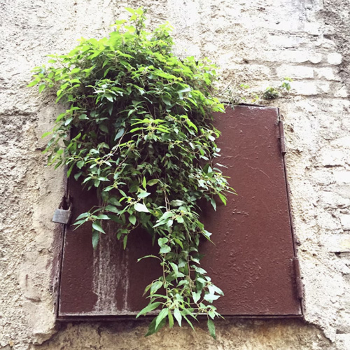 piante in città